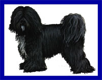 a well breed Tibetan Terrier dog